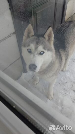 Щенки сибирской хаски