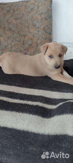 Собака в добрые руки щенок