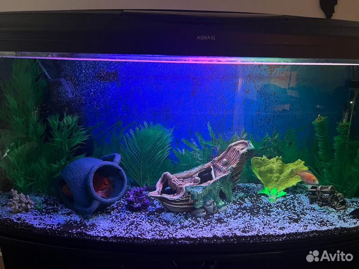 Обслуживание аквариумов