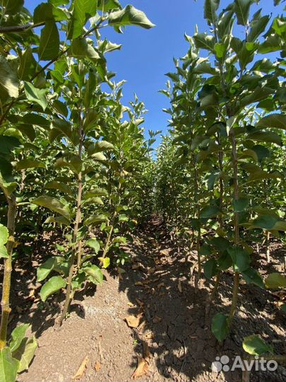 Саженцы яблони оптом мм-106