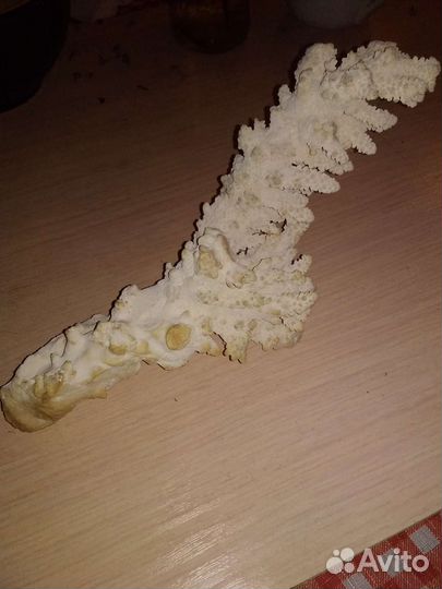 Коралл морской