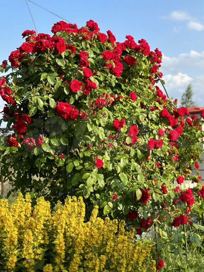 Дом 100 м² на участке 20 сот.