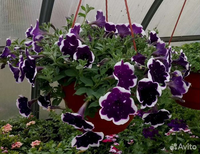 Черенки вегетативной петунии, петхоа