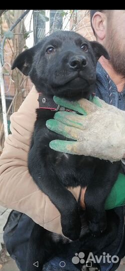 Собака немецкий шарпей