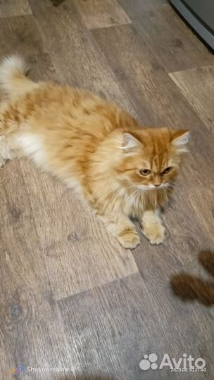 Кошки в добрые руки бесплатно