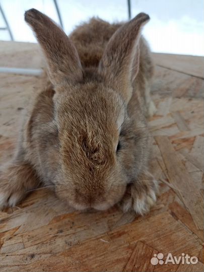 Кролики фландер