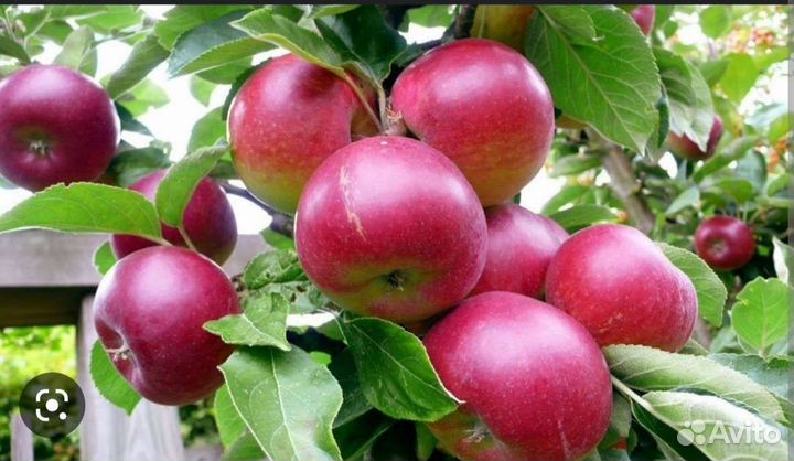 Саженцы яблони