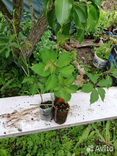 Дикий (девичий) виноград