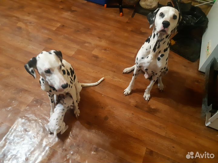 Щенки далматина