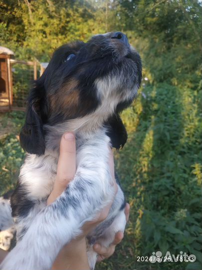 Щенки английский кокер спаниель