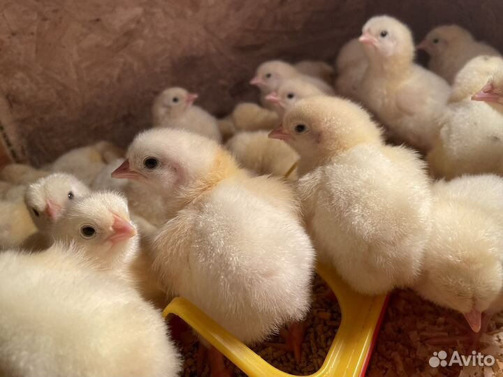 Суточные цыплята бройлера Кобб 500 Чехия