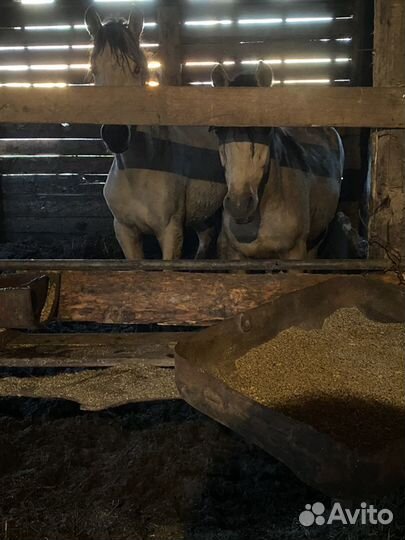 Лошади с откорма