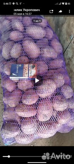 Продам картофель оптом