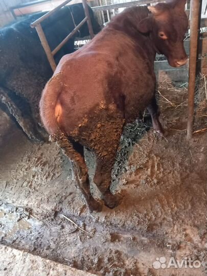 Бычки и быки, бычки на откорм