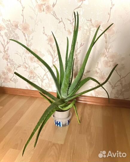 Алоэ вера растение
