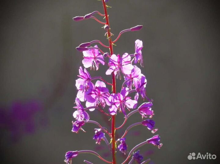 Иван чай 1 кг кипрей натуральнейший, по рецепту