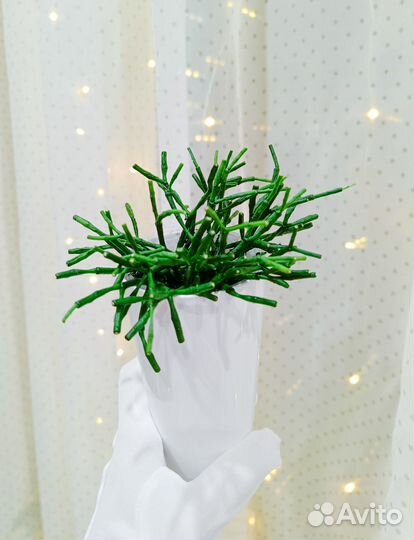 Хатиора Солеросовая