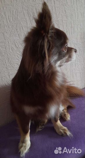 Вязка чихуа