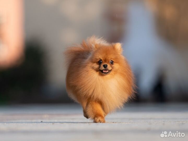 Померанский шпиц мальчик