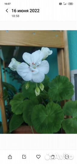 Пеларгония сортовая