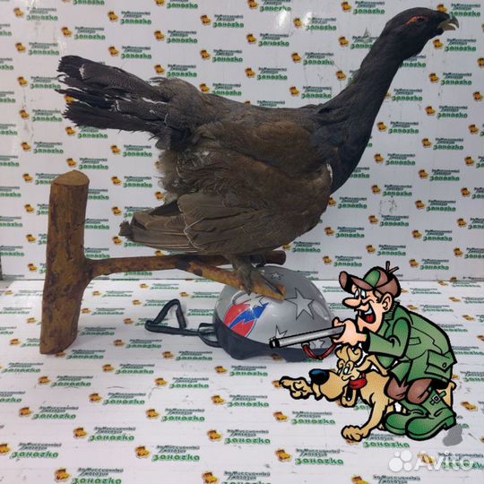 Чучело глухаря