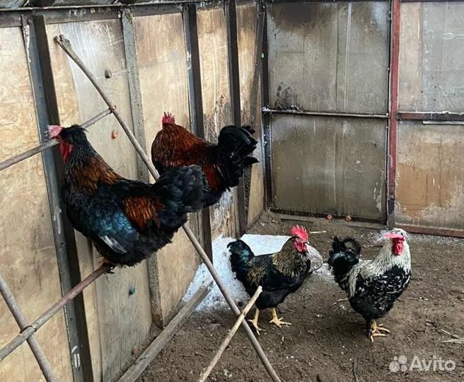 Петух Русская хохлатая