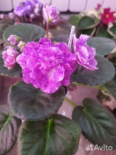 Цветущие фиалки