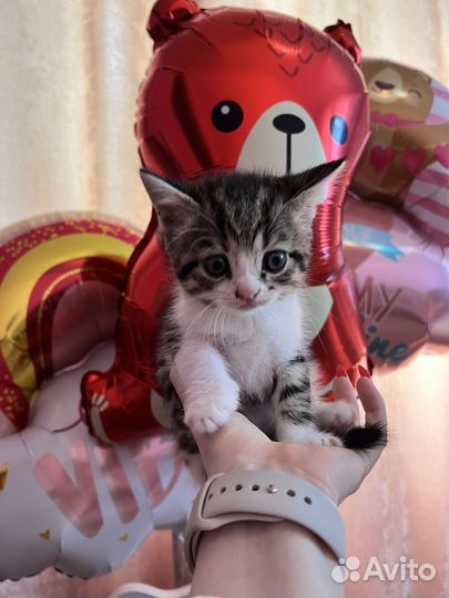 Шотланский котенок