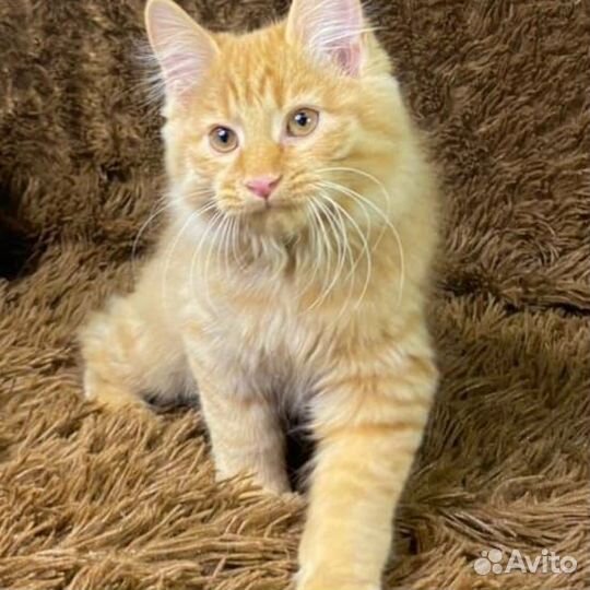 Солнечные мини-рыськи