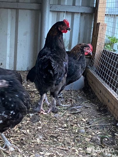 Цыплята кучинские юбилейные, петушки