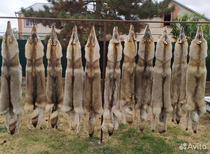 Шкуры волка