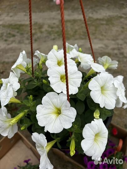 Домашние растения цветы