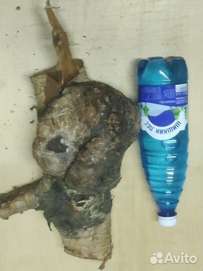 Кап березовый