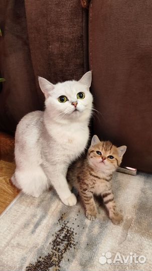 Шотландская