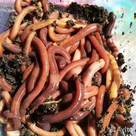 Ищу партнеров для реализации продукции вермифермы