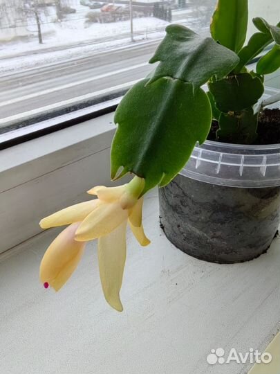 Продам цветочек в добрые и заботливые ручки