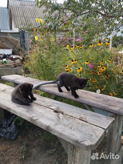 Домашние животные кошки