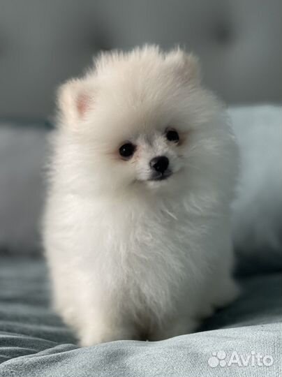 Щенки померанского шпица(есть беленькие)