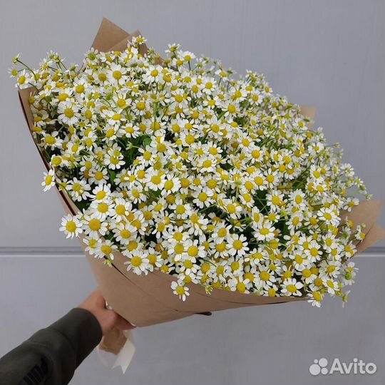 Цветы ромашки. Букеты ромашек. Ромашки. Цветы