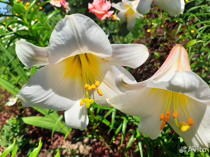 Лилии белые королевские