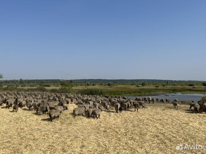 Чабан, пастух, скотник на ферму