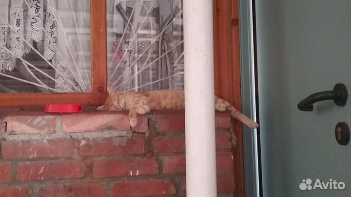 Кошечка в добрые руки