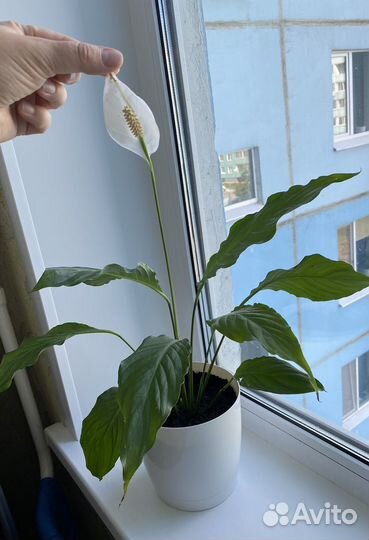 Спатифиллум отводок