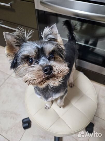 Йоркширский терьер вязка мальчик