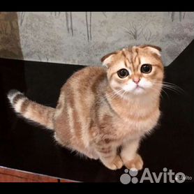 Шотландский пямоухий (страйт)-золотой тикированный кот, Москва