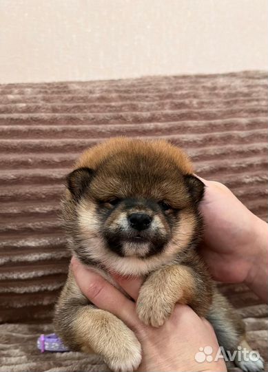 Щенки сиба ину