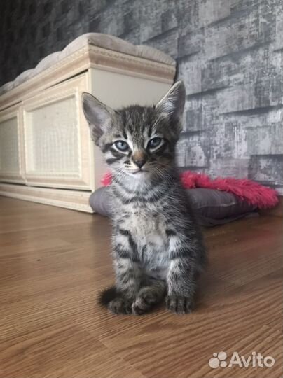 Котенок