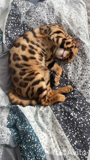 Бенгальский кот