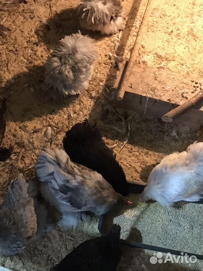 Петушки Карликовый Кохин Хин