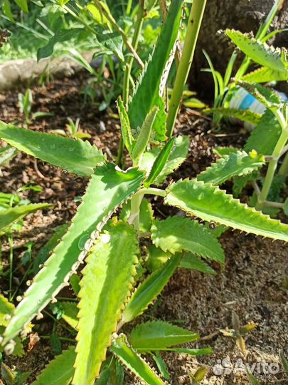 Каланхоэ алоэ 100-200